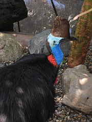 237 Wildlife Habitat Port Douglas